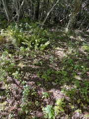 Amauropelta noveboracensis