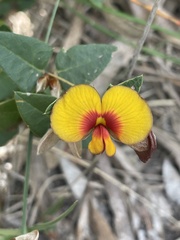 Platylobium obtusangulum