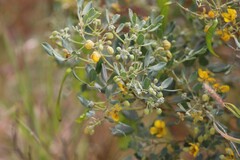 Senna artemisioides alicia