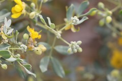 Senna artemisioides alicia