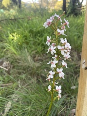 Stylidium graminifolium