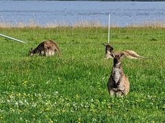 Macropus fuliginosus