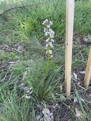Stylidium graminifolium