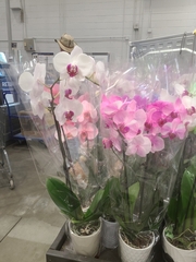 Phalaenopsis