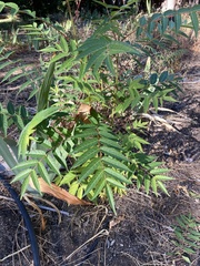 Ailanthus altissima