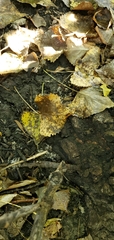 Populus deltoides