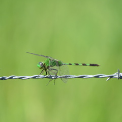 Erythemis vesiculosa
