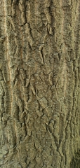 Populus deltoides