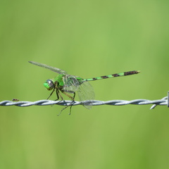 Erythemis vesiculosa