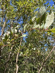 Salix bebbiana