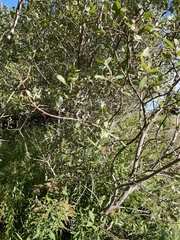 Salix bebbiana