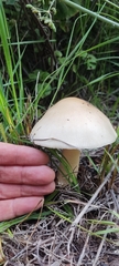 Amanita xylinivolva