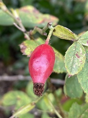 Rosa tomentosa