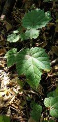 Vitis riparia