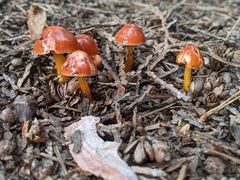 Gliophorus psittacinus