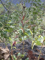 Penstemon laevigatus