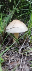 Amanita xylinivolva