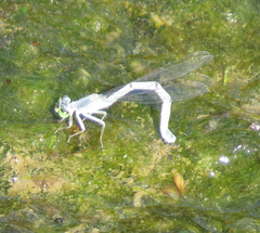 Ischnura perparva