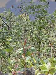 Penstemon laevigatus