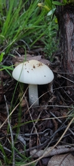 Amanita xylinivolva