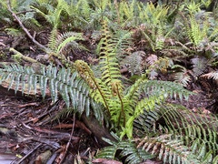 Polystichum proliferum