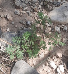 Desmanthus velutinus