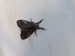 Dasychira vagans