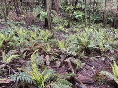 Polystichum proliferum