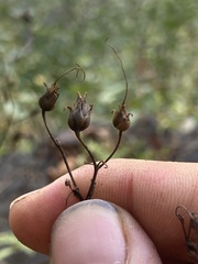 Penstemon laevigatus