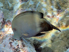 Ctenochaetus striatus