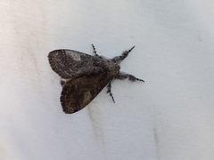 Dasychira vagans