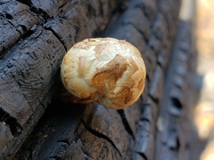 Neolentinus ponderosus