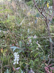 Spiranthes arcisepala