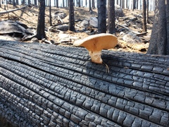 Neolentinus ponderosus