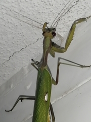 Sphodromantis viridis