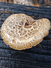 Neolentinus ponderosus