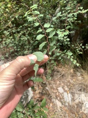 Paliurus spina-christi