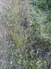 Spiranthes arcisepala