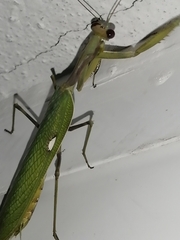 Sphodromantis viridis