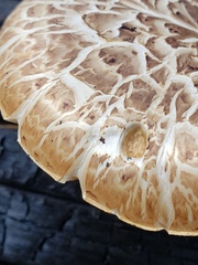 Neolentinus ponderosus