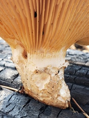 Neolentinus ponderosus