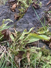 Penstemon laevigatus