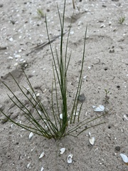 Juncus balticus