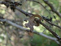 Lobaria anomala