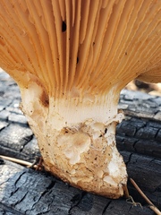 Neolentinus ponderosus