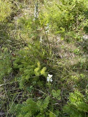 Spiranthes arcisepala