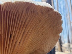 Neolentinus ponderosus