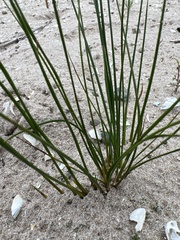 Juncus balticus