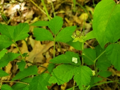 Rubus flagellaris