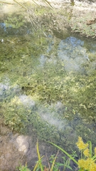 Elodea canadensis